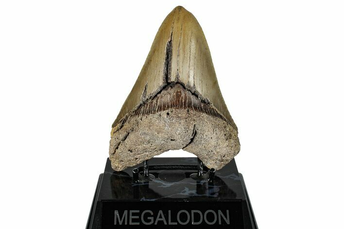 Serrated, Fossil Megalodon Tooth - North Carolina #273034